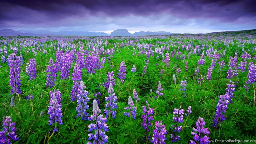 Purple Flowers Desktop Wallpapers Picture 1280x720 Widescreen Hd ...
