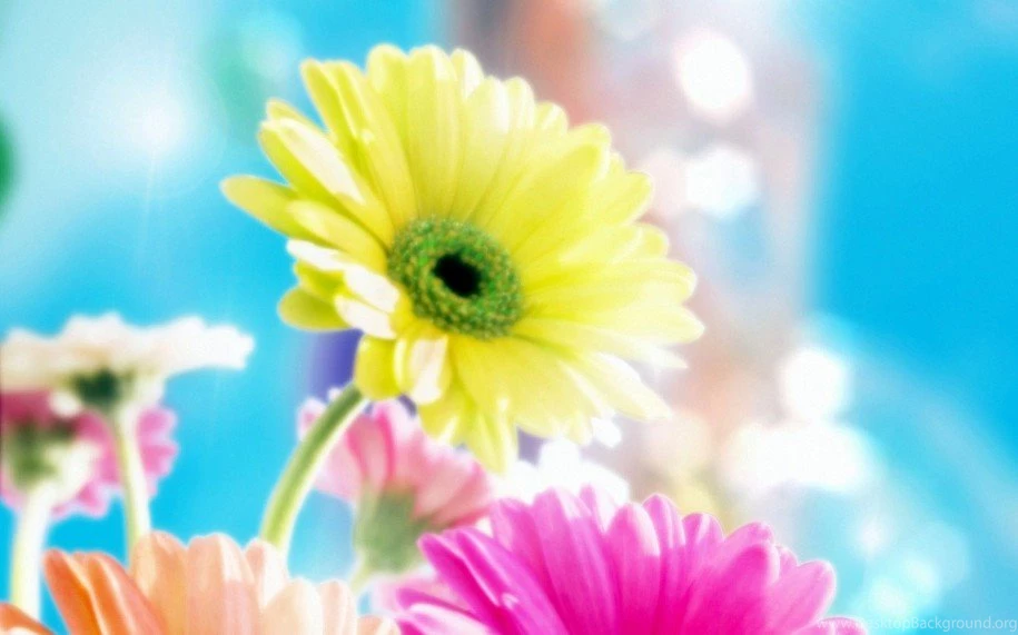 Wallpapers Desktop Widescreen Flowers