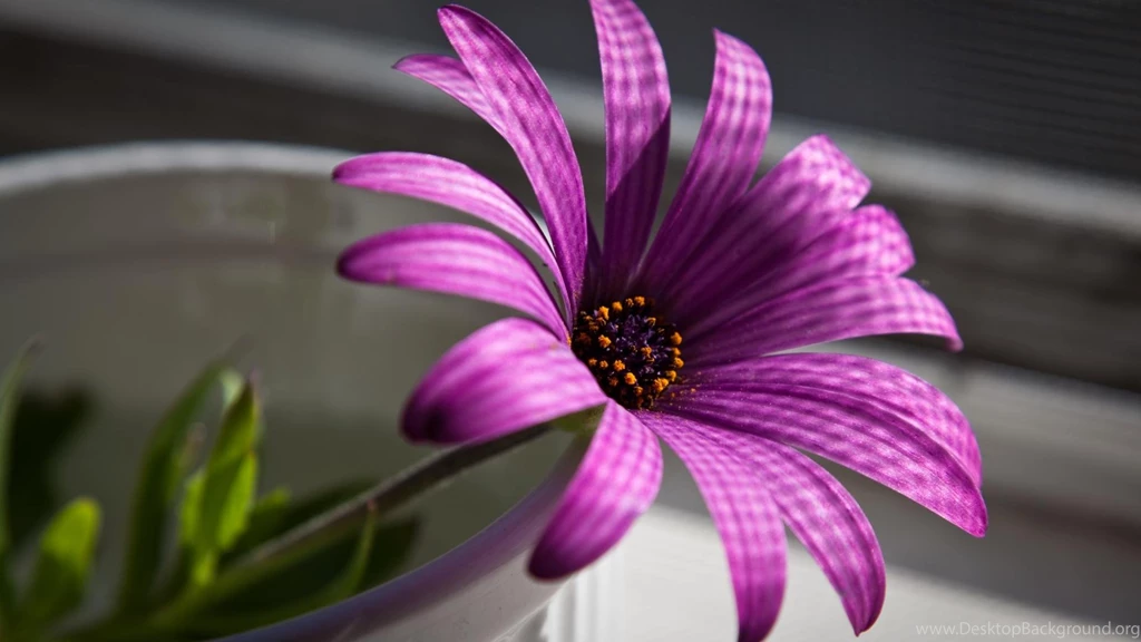 High Resolution Flowers Best Wallpapers Full Size SiWallpaperHD 12290