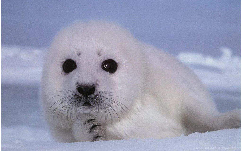 Baby Seal wallpaper 17.jpg