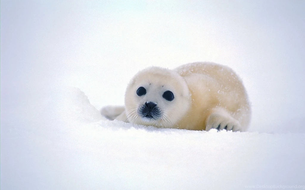 Baby Seal Wallpapers Wallpapers Cave