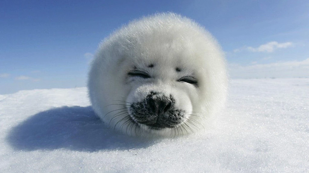 Baby Seal Wallpapers Wallpapers Cave