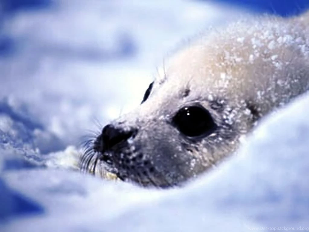 Seal Wallpapers Cute Seal Water Photos Gallery