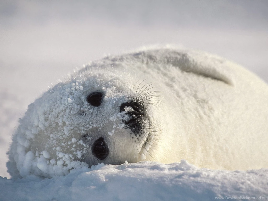 Seal Wallpapers