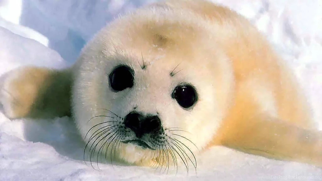 Baby Seal Wallpapers (