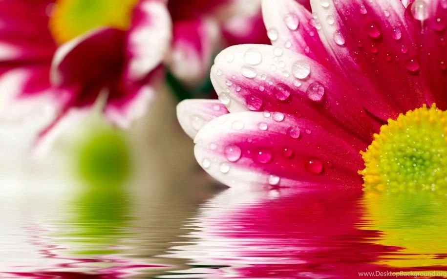 Free Flower Desktop Wallpapers Wallpapers Cave