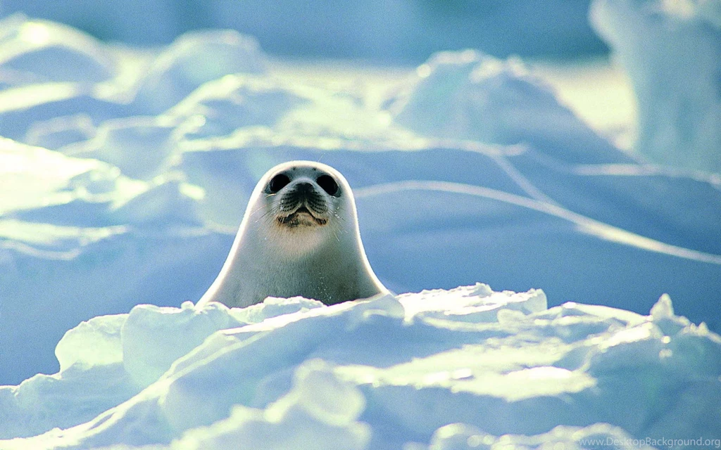 Baby Seal Cute Wallpapers – Daily Backgrounds In HD
