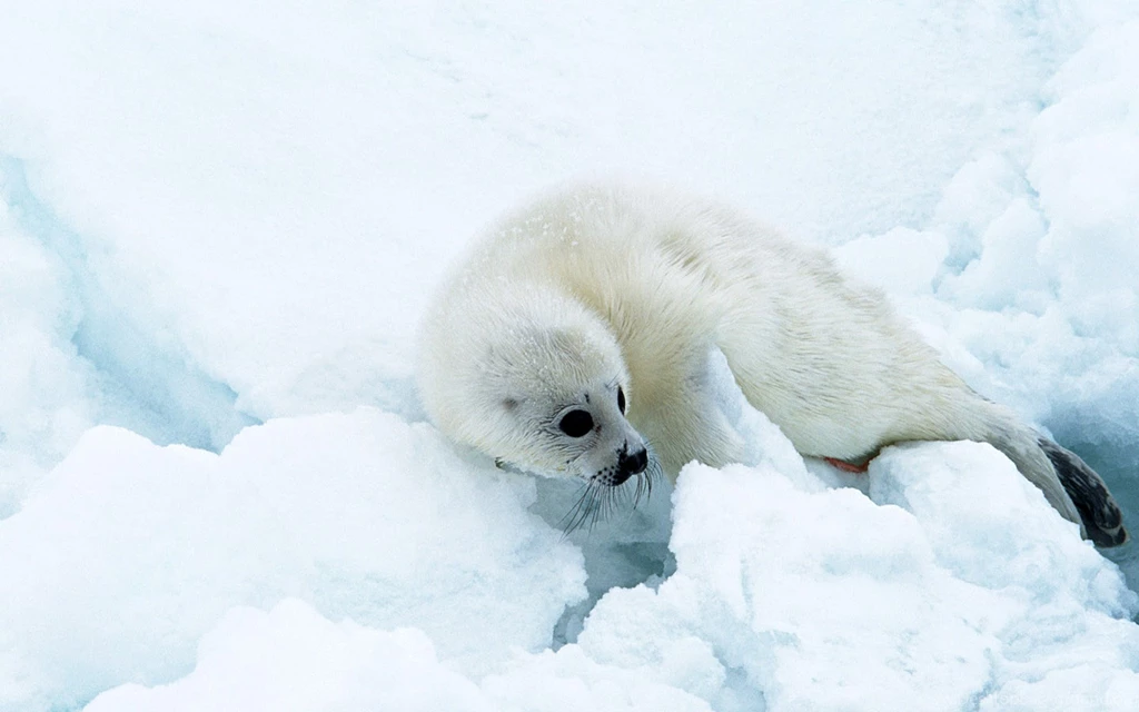 Seal Wallpapers, Images, Photos, Pictures & Pics