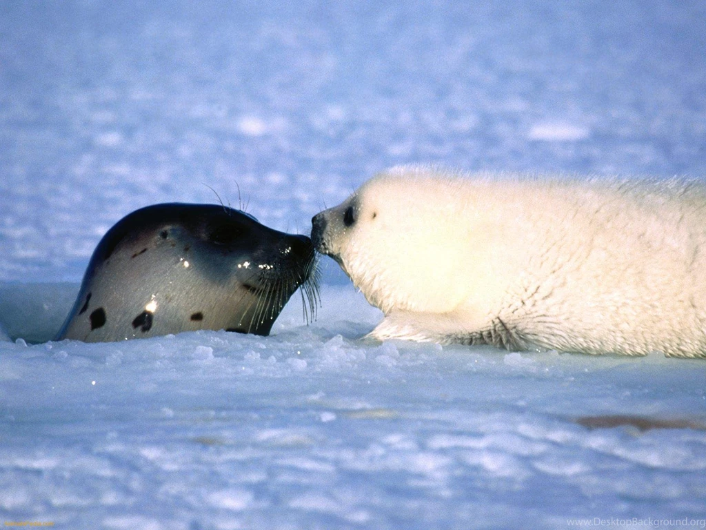 Harp Seal Wallpapers Animal Wallpapers