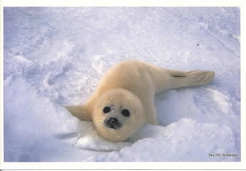 Baby Seal — Crafthubs
