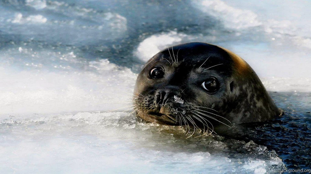 Baby Seal (