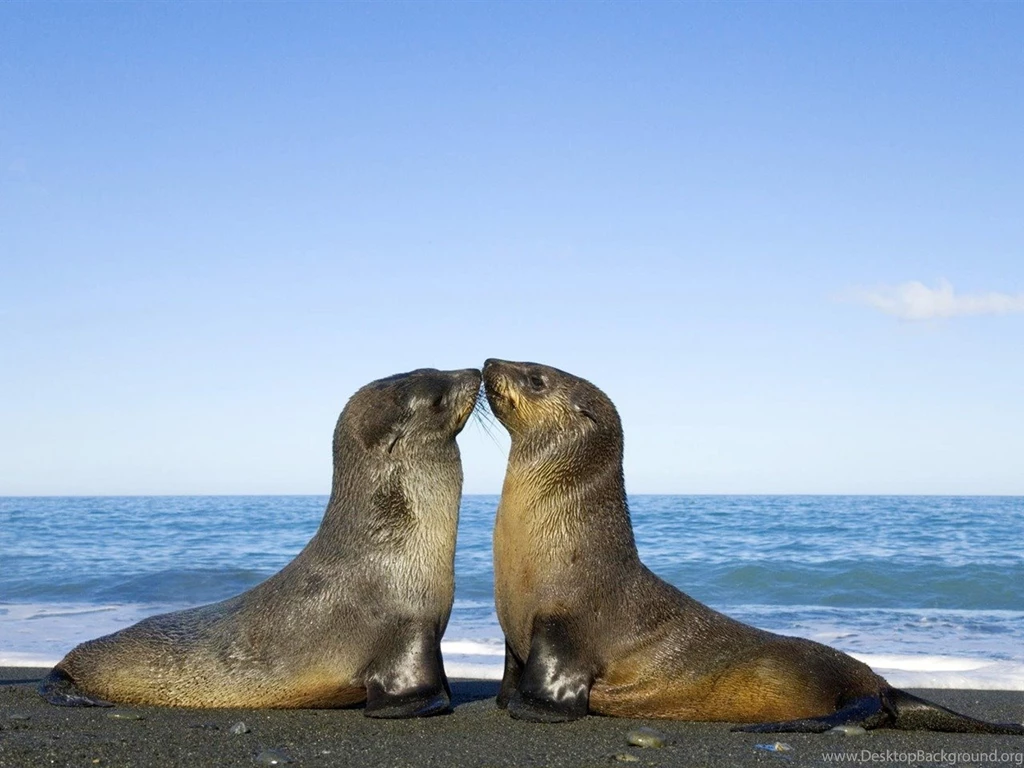 Intimate Seal Baby Pictures animal Moments   1280x960 Wallpapers ...