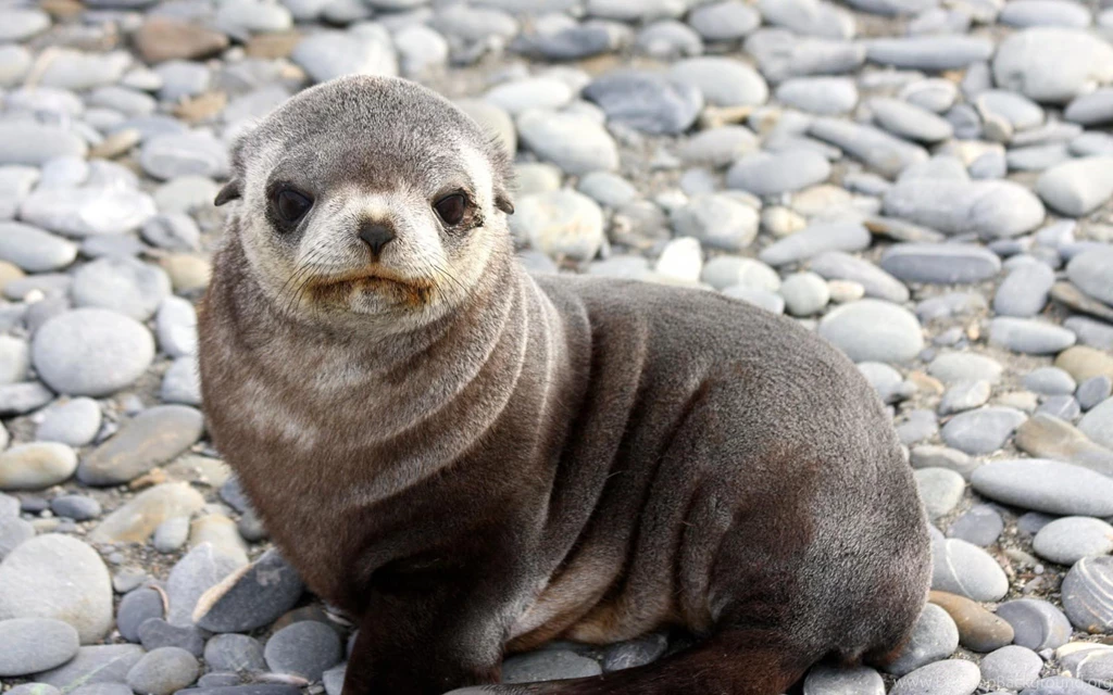 Baby Seal Cute Wallpapers – Daily Backgrounds In HD
