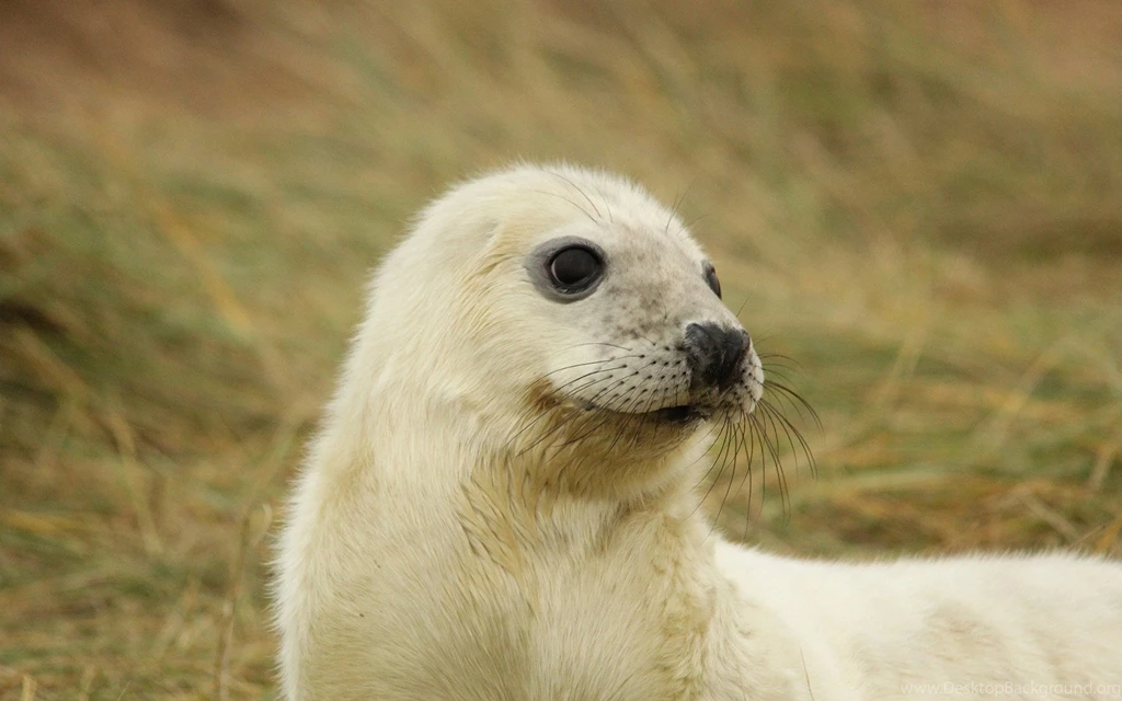 White Baby Seal Uhd Wallpapers   Ultra High Definition Wallpapers ...
