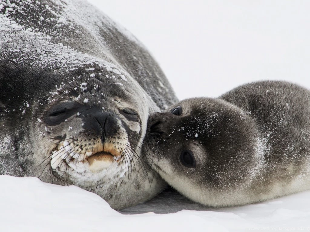 Cute Baby Seal Kiss HD Desktop Wallpapers : Widescreen : High ...