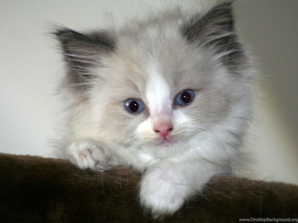 Cat Pics Wallpapers Download