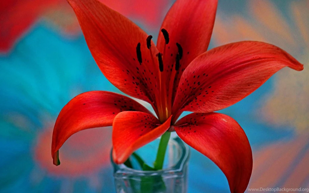 Water Lily Flower Wallpapers Download For Desktop & Mobile
