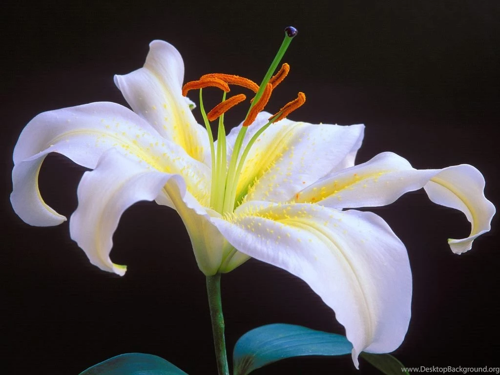 Beautiful Lily Flower Wallpapers For Desktop