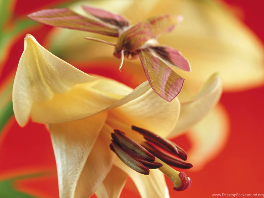 Lily Flowers Wallpapers