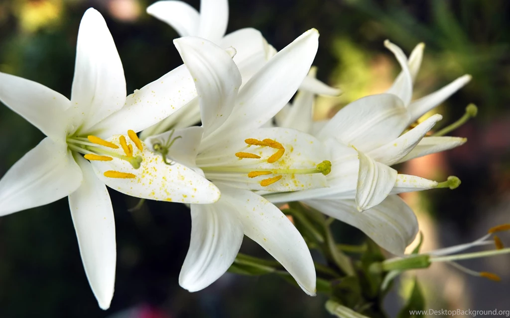 Gorgeous Lily Flower Wallpapers