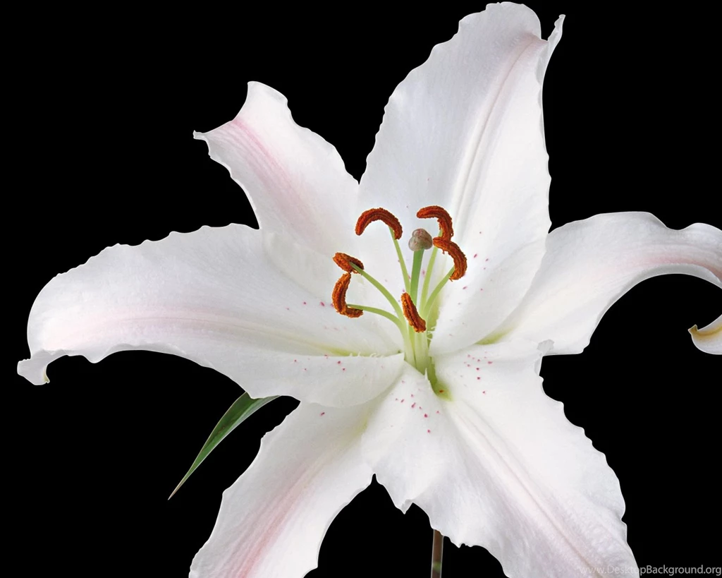 Best Flowers Wallpaper: White Lily Flower 918556 Flowers