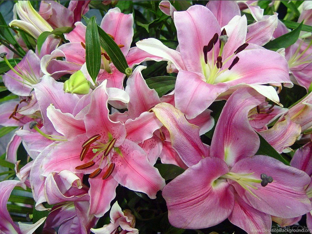 Lily Flower Wallpapers 6