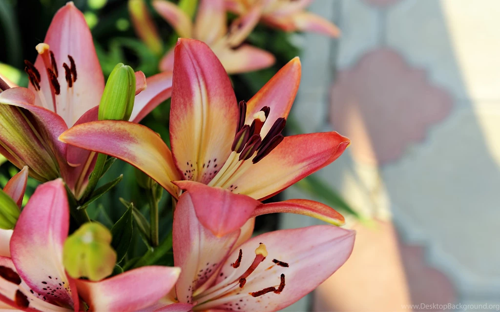 Pretty Flower Wallpapers