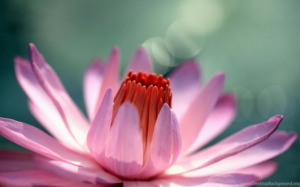Flower Wallpaper: Water Lily Flower Wallpapers Photo HD Quality ...