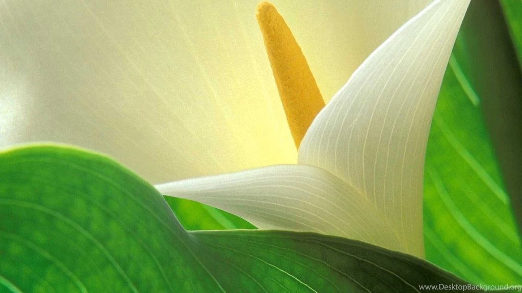 White Lily Flower Wallpapers For Desktop New Best Collection