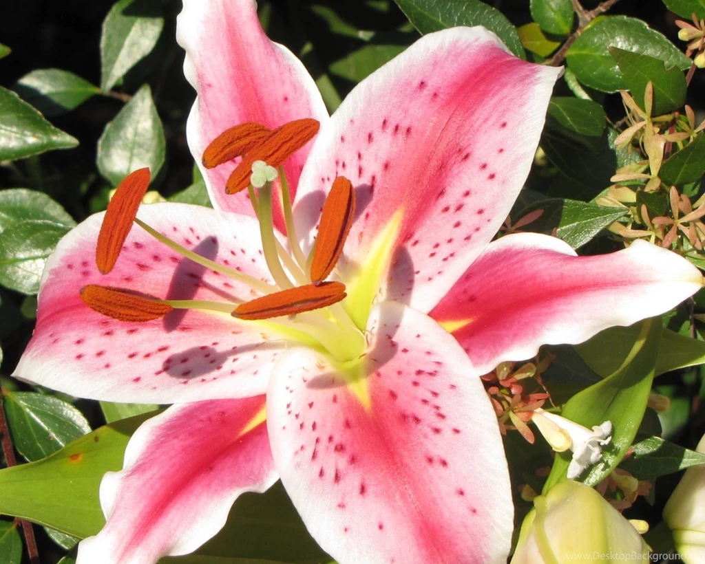 Beautiful Lily Flower Wallpapers