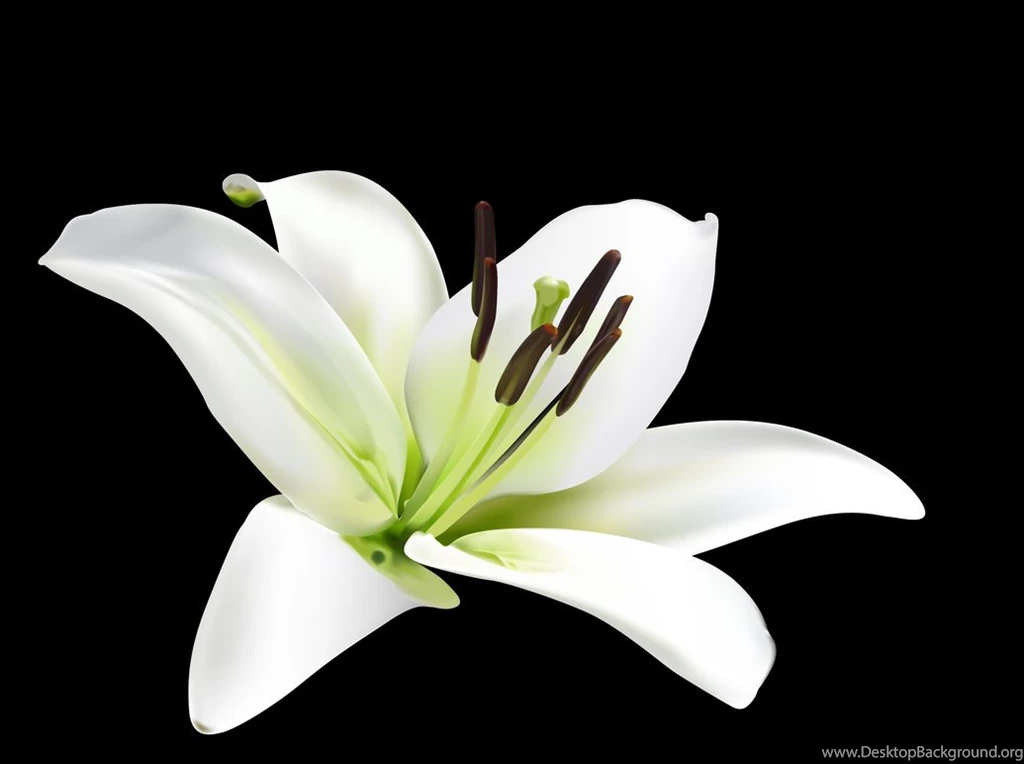 Best Flowers Wallpaper: White Lily Flower 918556 Flowers