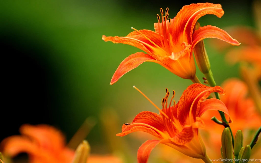 Orange Lily Flower