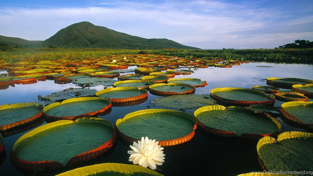 Water Lily Flower Wallpapers HD Resolution : Flower Wallpapers ...