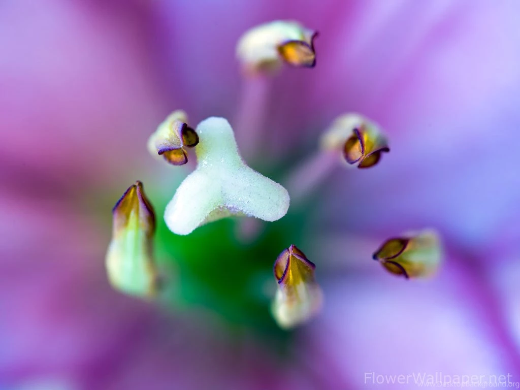 Abstract Lily Flower Wallpapers Pink Green And Purple Green Flower ...