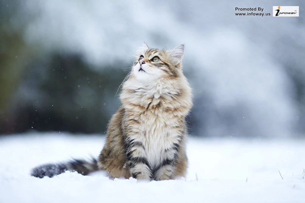 Winter Snow Wallpapers Photo 57 Of 299