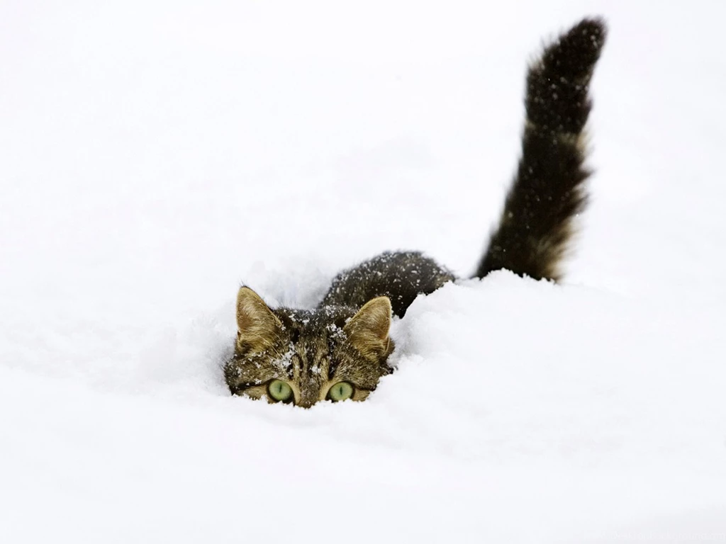 1600x1200 Hiding, Winter, Cat, Snow Wallpapers And Pictures 63101