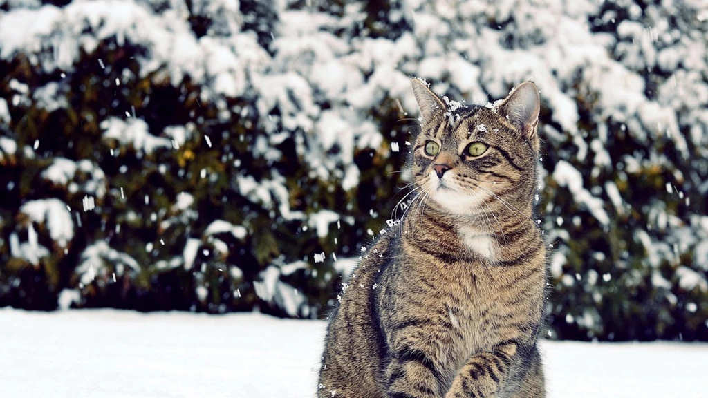 Download Wallpapers 1920x1080 Cat, Winter, Snow, View Full HD 1080p ...