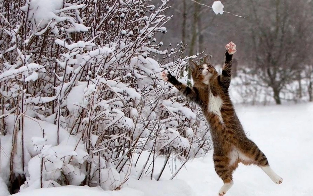 Cat Catch Snow Winter Wallpapers By Lalasunbeck