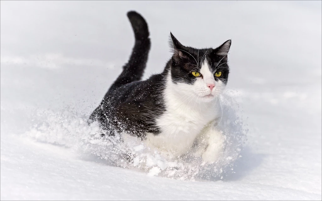 Winter Cat Wallpapers