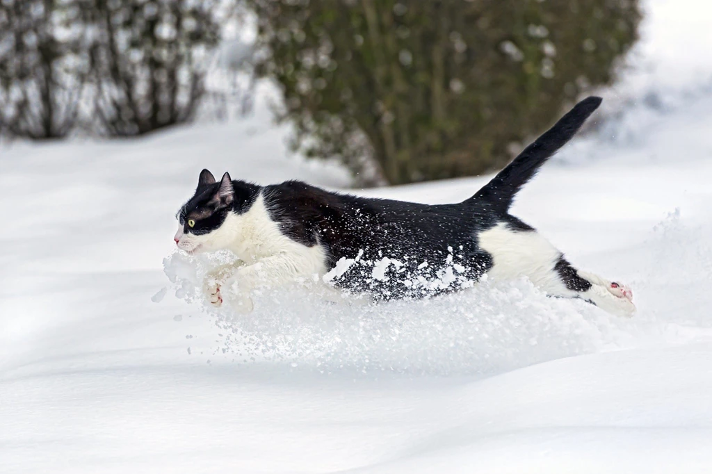Runs Cat Snow Winter Wallpapers
