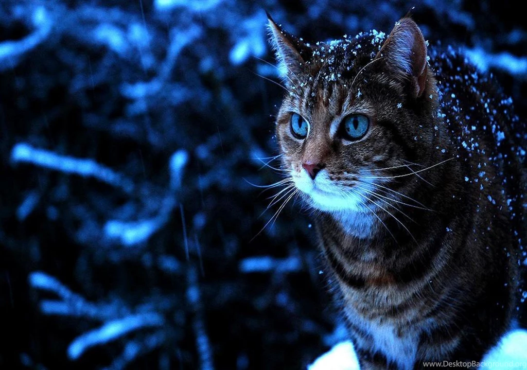 Cats: Snow Cat Winter Blue Tabby Eyes Wallpapers HD For HD 16:9 ...