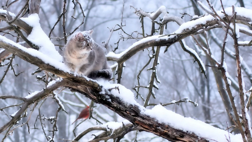 Download Wallpapers 1920x1080 Cat, Branch, Tree, Snow, Winter Full ...