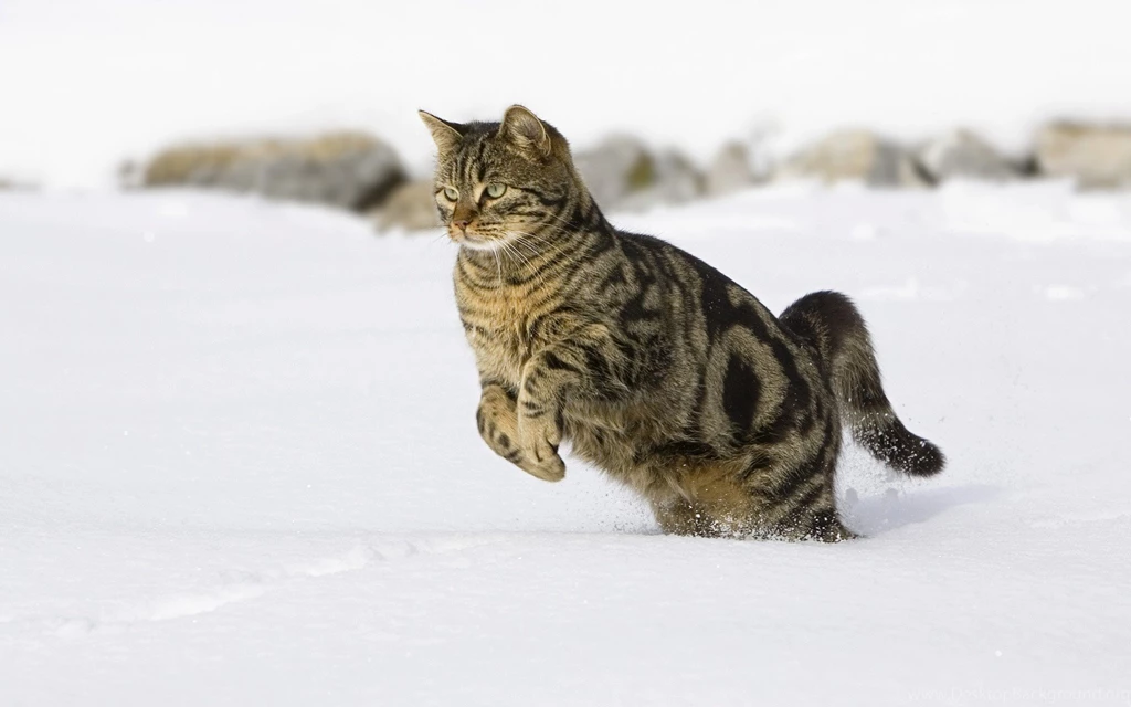 Cats: Cat Snow Winter Jump Free Desktop Wallpapers For HD 16:9 High ...