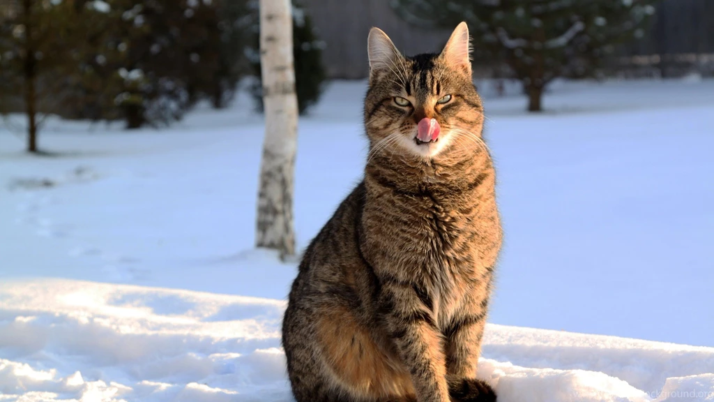 Download Wallpapers 2560x1440 Cat, Face, Striped, Tongue, Lick ...