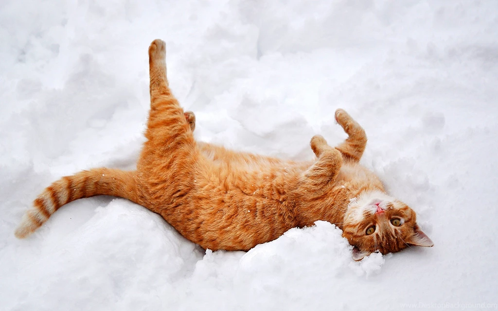 Cat Through The Snowy Branches Wallpapers