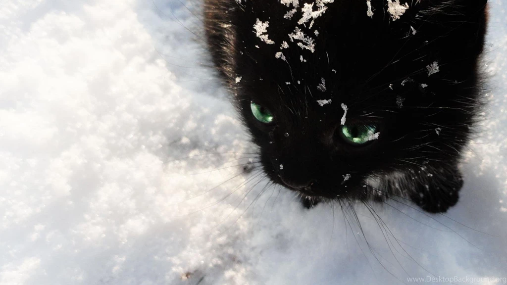 Black And White Winter Snow Cats Cat Wallpapers
