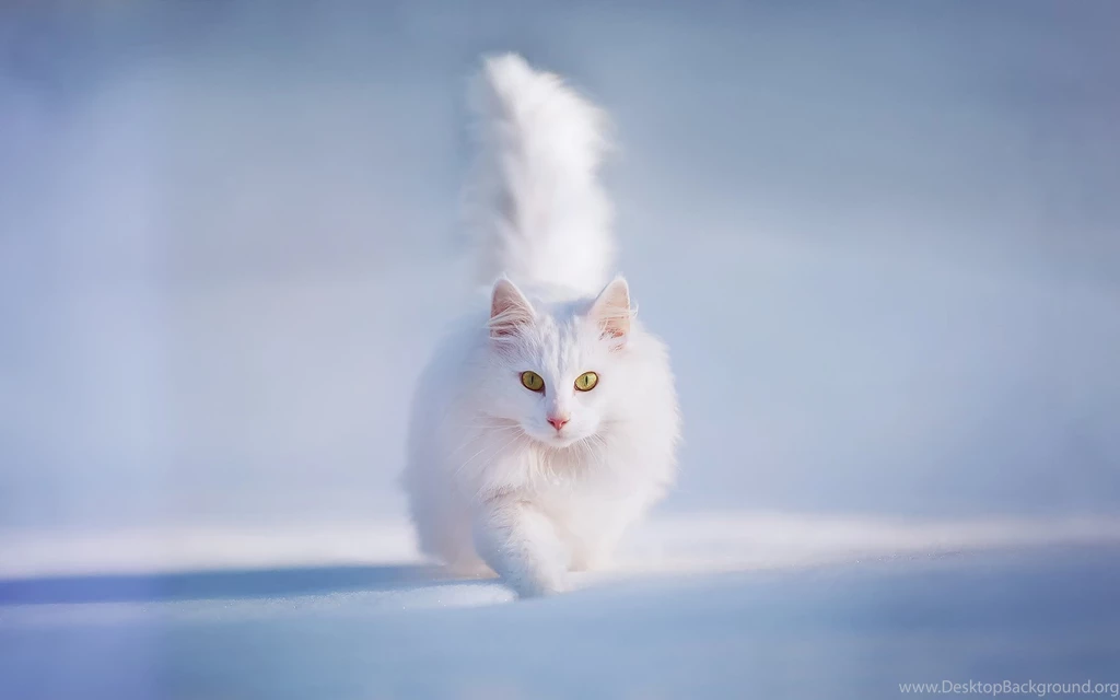 Cat Tail Yellow Eyes Snow White Furry Animal Winter Wallpapers ...