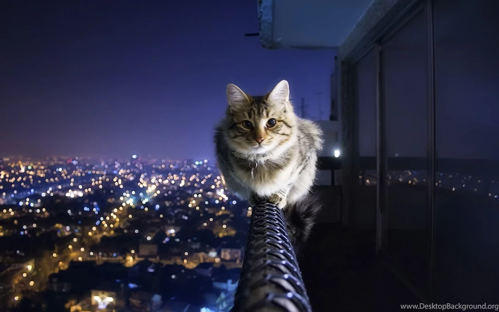 Fearless Cat Wallpapers