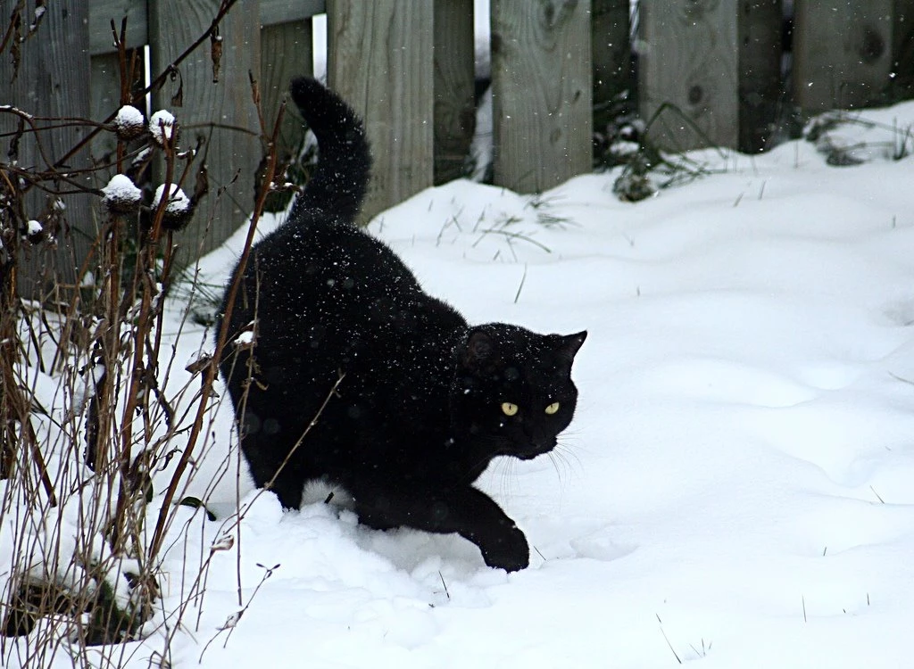 Cats: Cold Snow White Winter Cat Black Pictures 505 Wallpapers ...