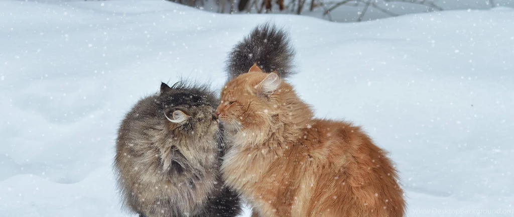 Download Wallpapers 2560x1080 Cats, Couple, Snow, Winter, Kiss ...
